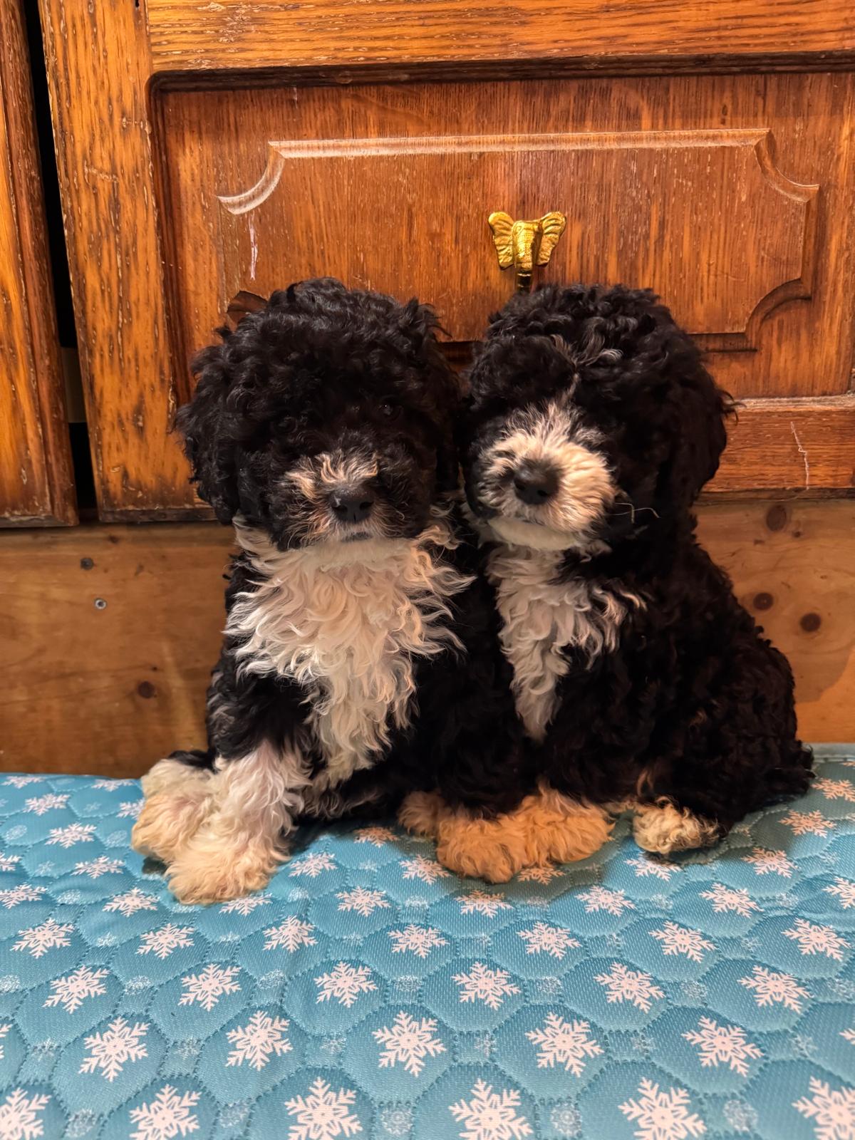 Spaanse Waterhond pups beschikbaar