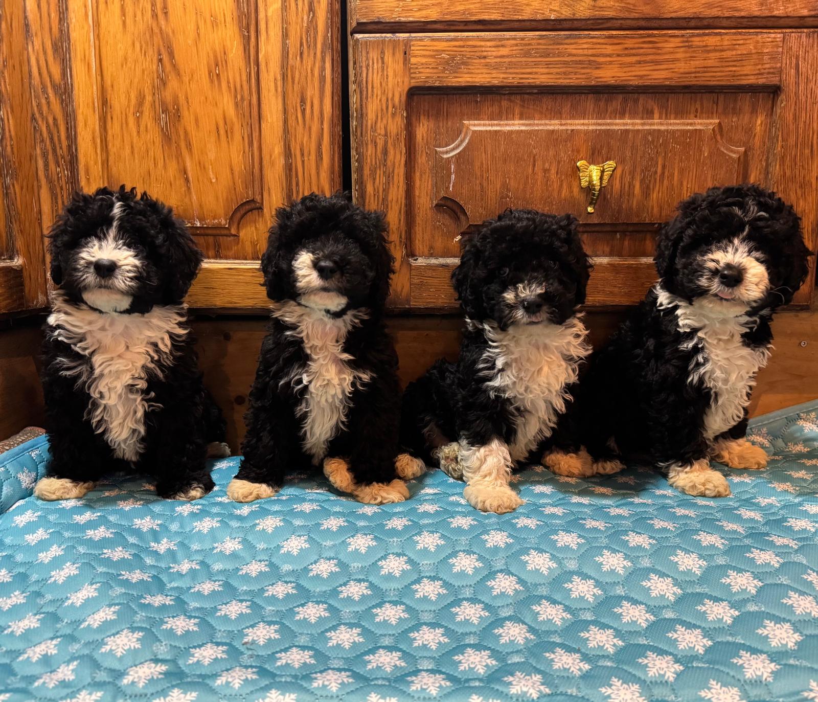 Spaanse Waterhond pups