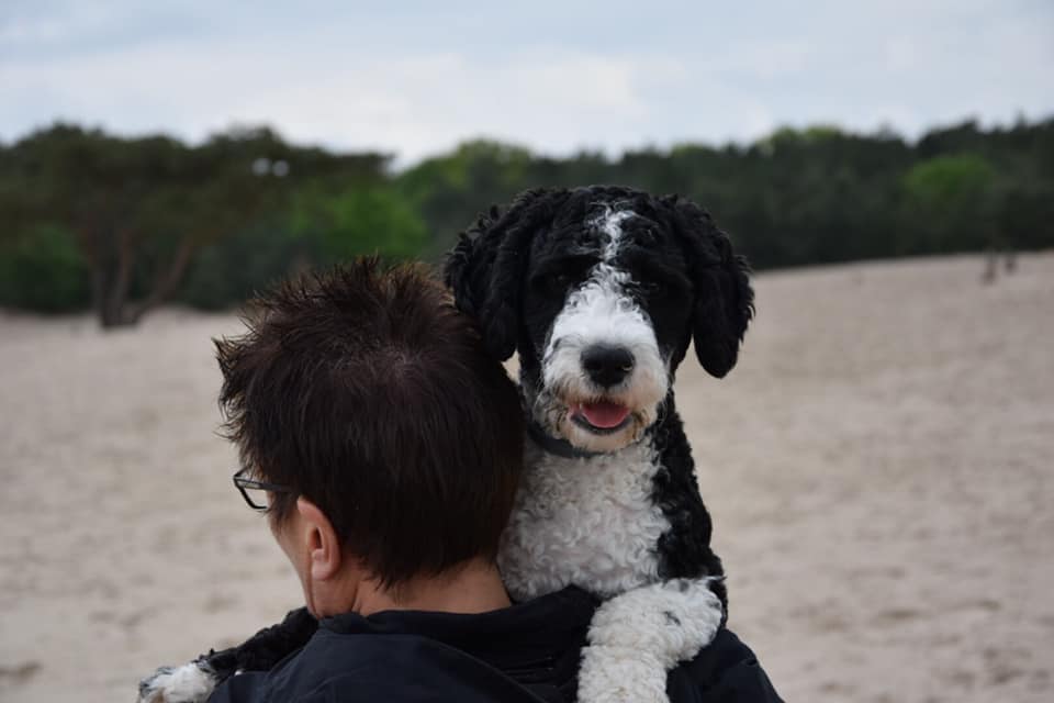 Spaanse Waterhond pup Chico