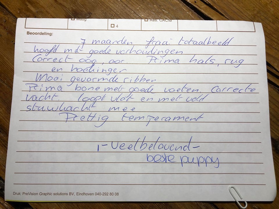 Spaanse waterhond puppy Zeb keurrapport