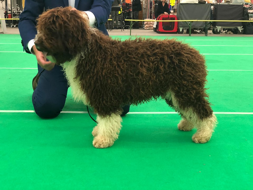 Spaanse Waterhond puppy reu Zeb Tentoonstelling Bleiswijk 2019