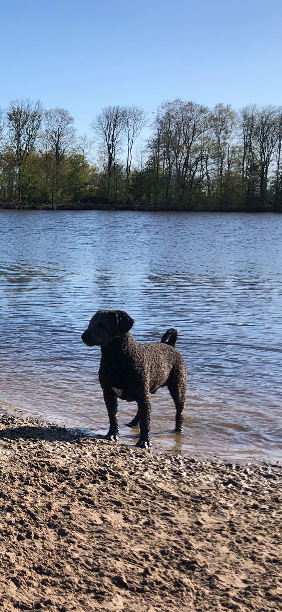 Spaanse Waterhond Joop spelen