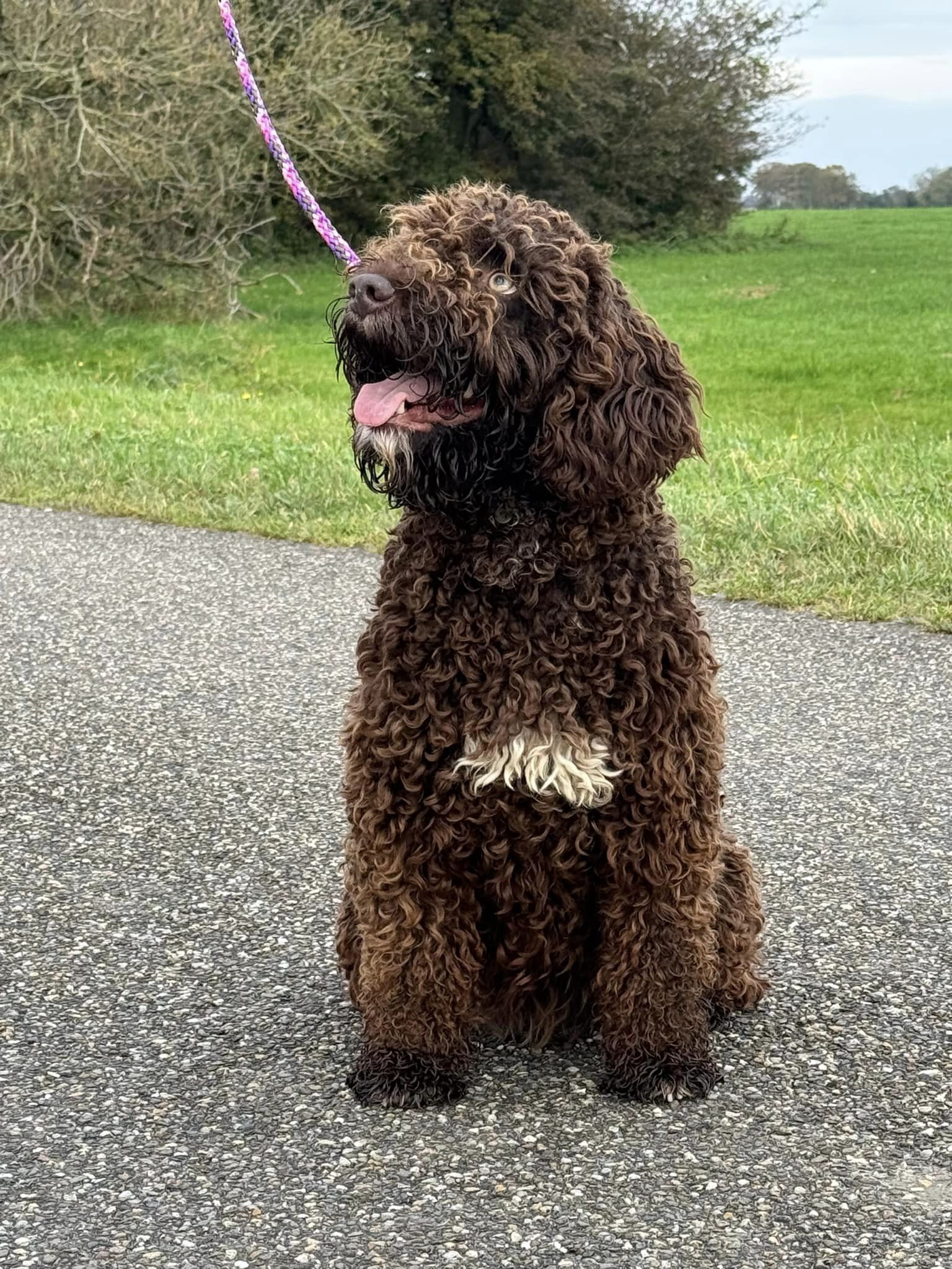 Spaanse Waterhond teefje Molly