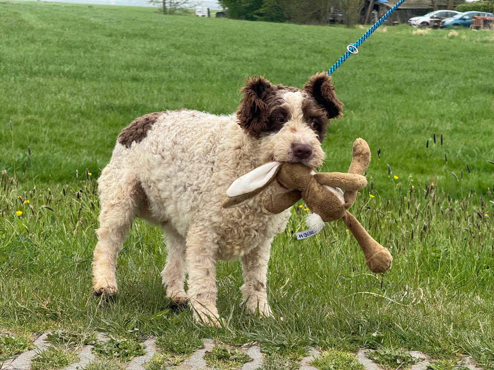 Spaanse Waterhond reu Peter beschikbaar