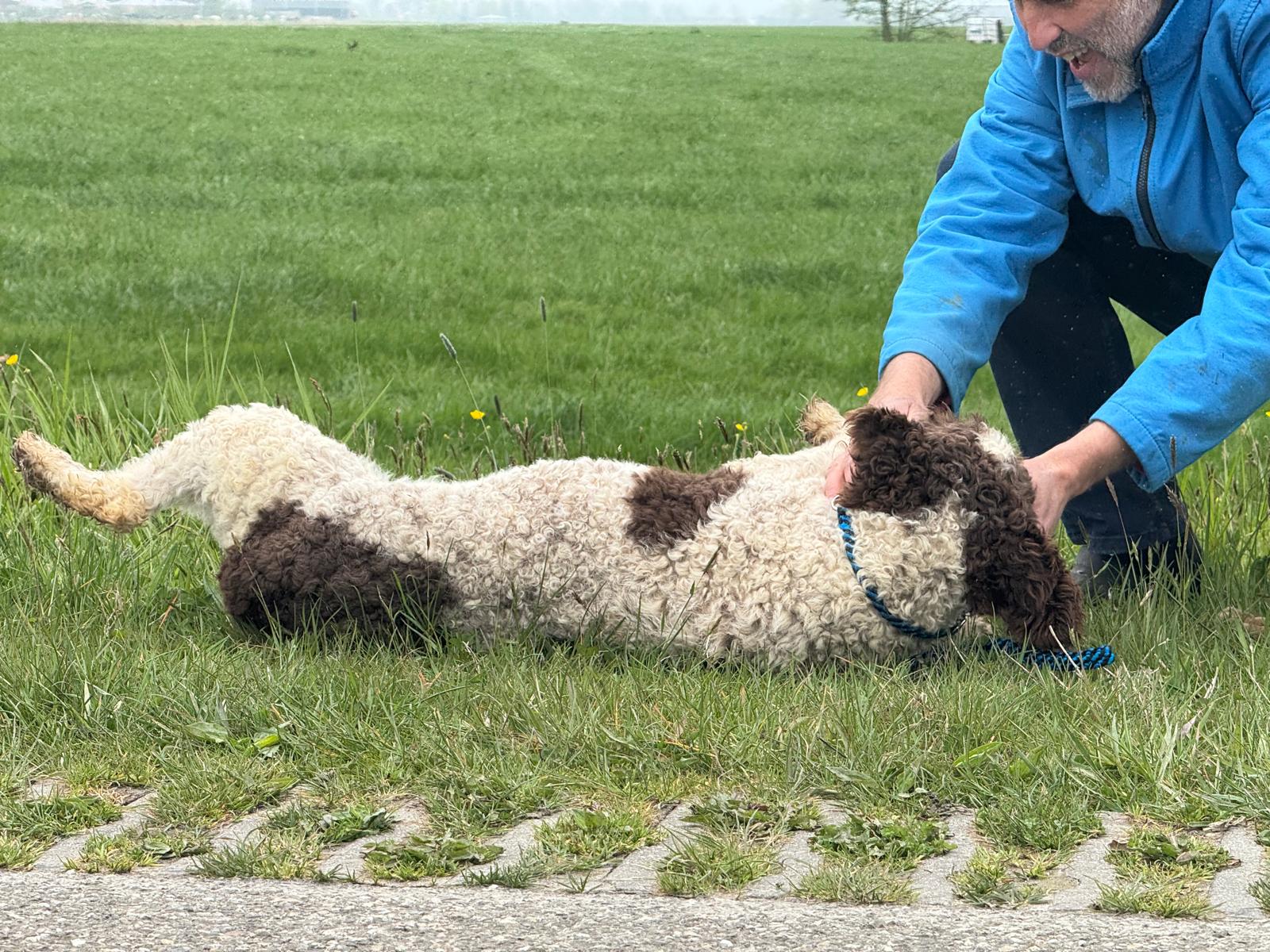 Spaanse Waterhond reu Peter beschikbaar