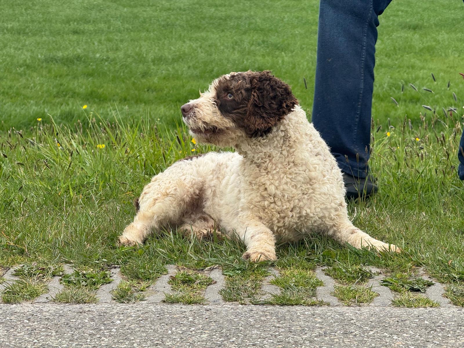 Spaanse Waterhond reu Peter beschikbaar