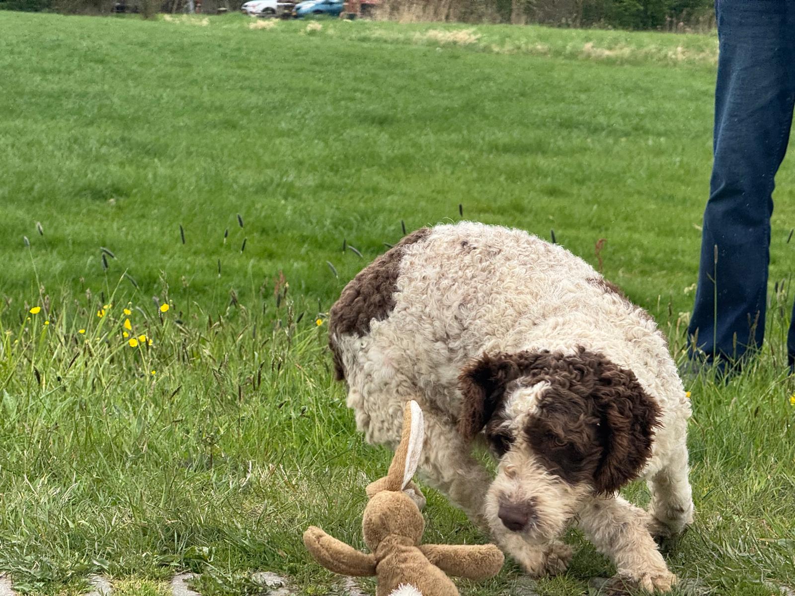 Spaanse Waterhond reu Peter beschikbaar