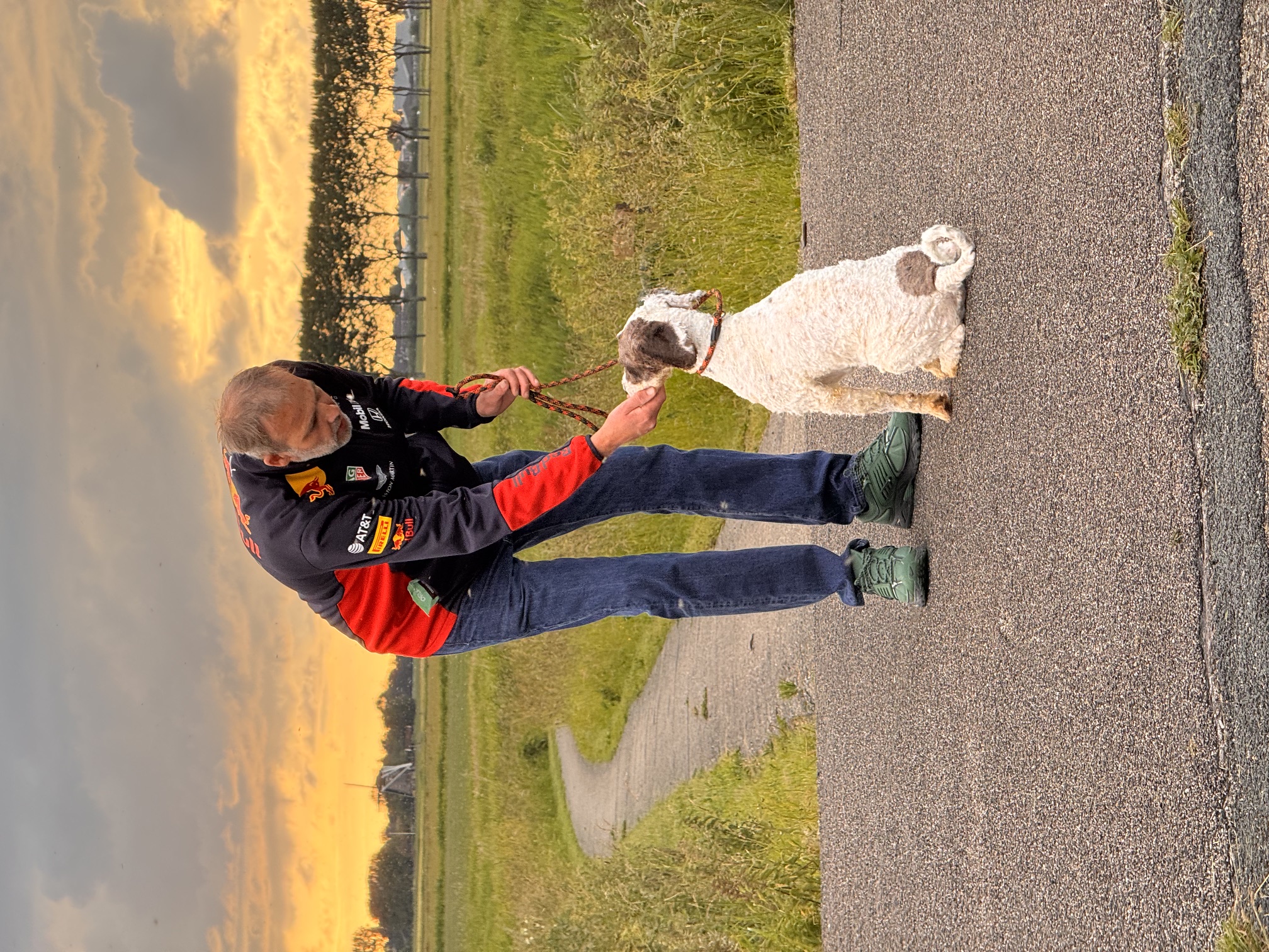 Spaanse Waterhond Filli herplaatser