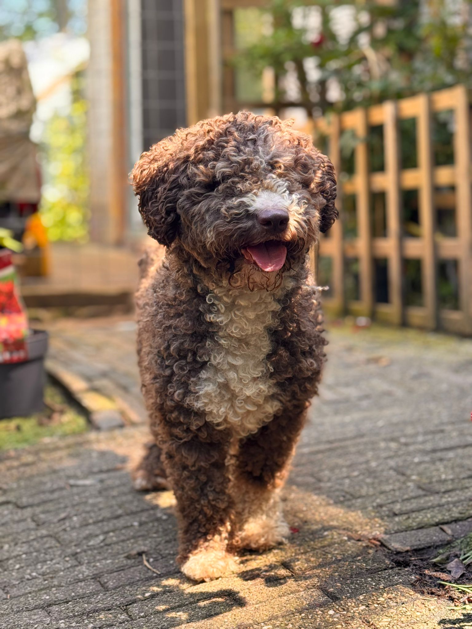 Spaanse Waterhond teefje Suus