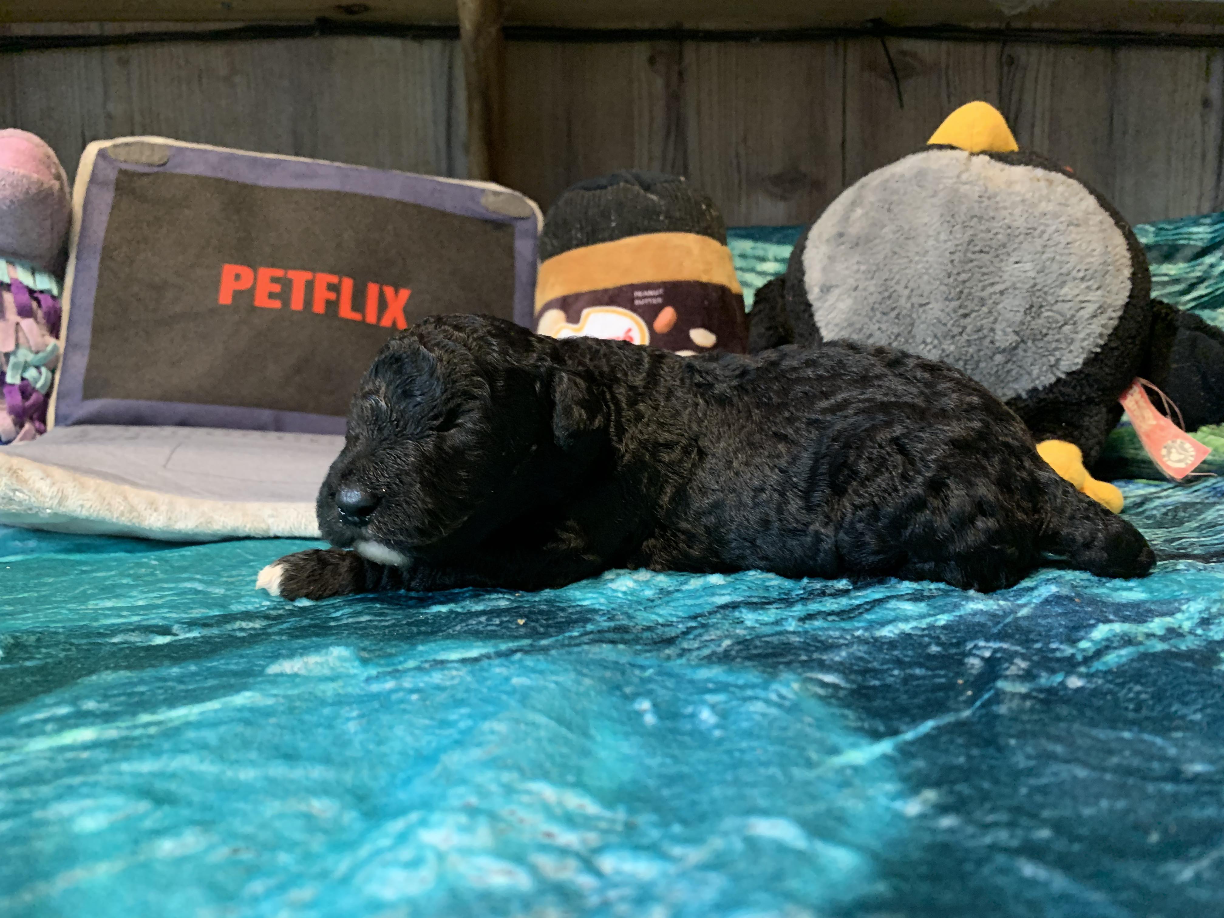 Spaanse waterhond pup