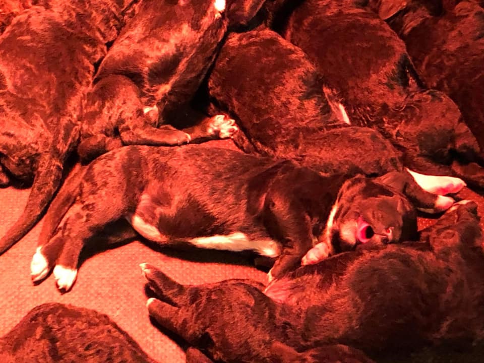 Spaanse Waterhond pup