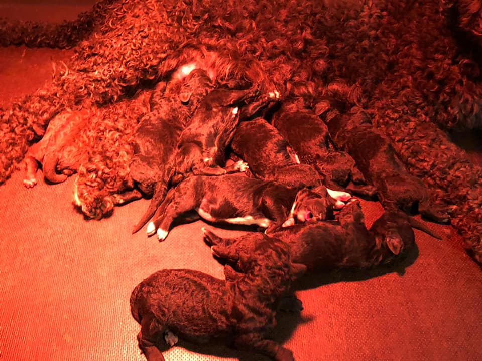 Spaanse Waterhond pups