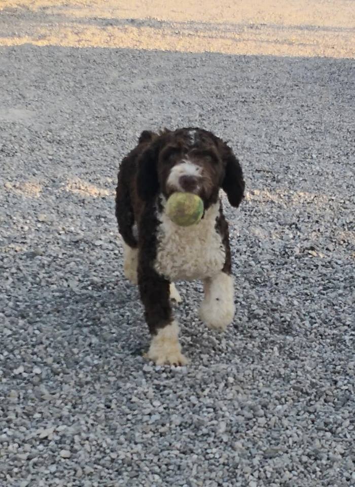 Spaanse Waterhond reu Quillo in Spanje