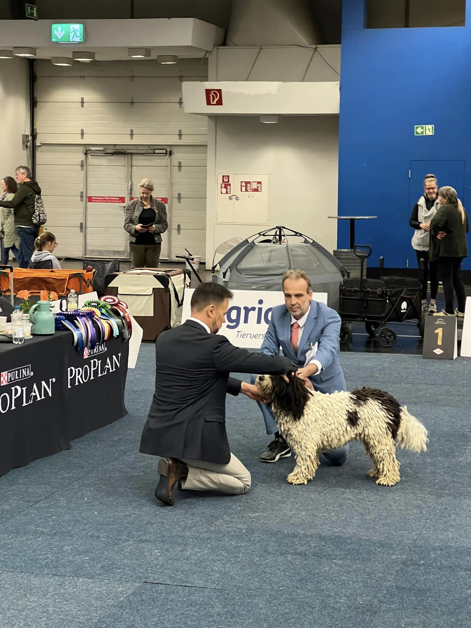 Spaanse Waterhonden Tentoonstelling Beste van het Ras