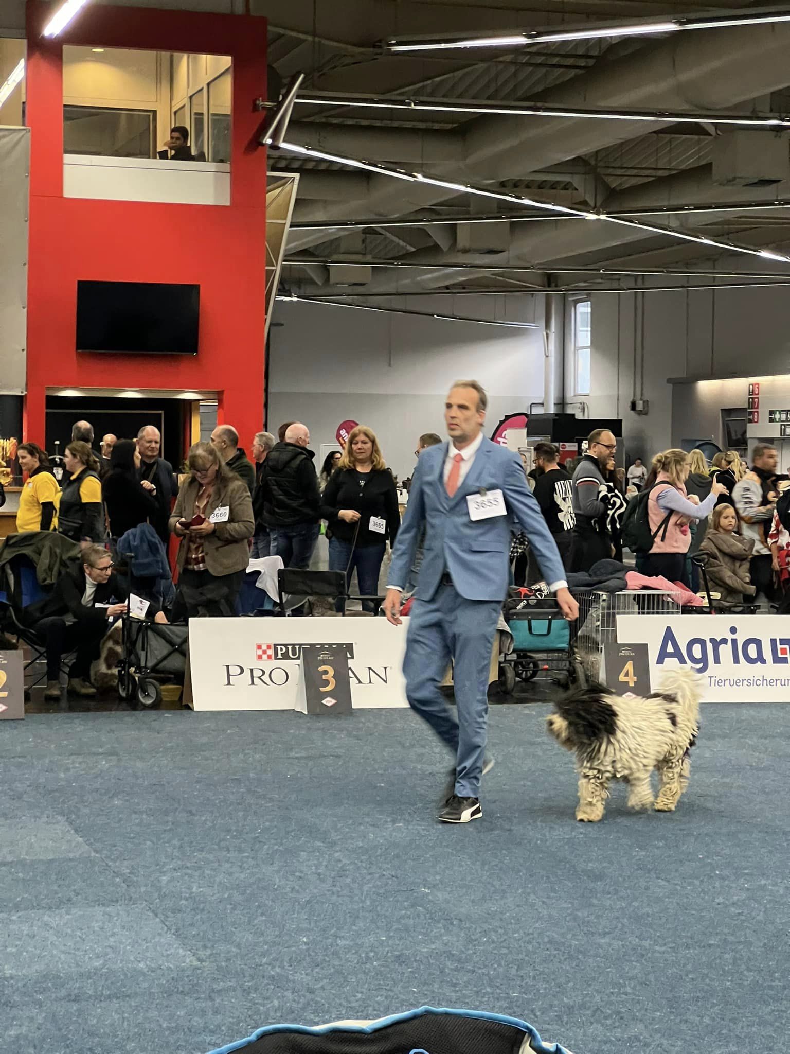 Spaanse Waterhonden Tentoonstelling Beste van het Ras