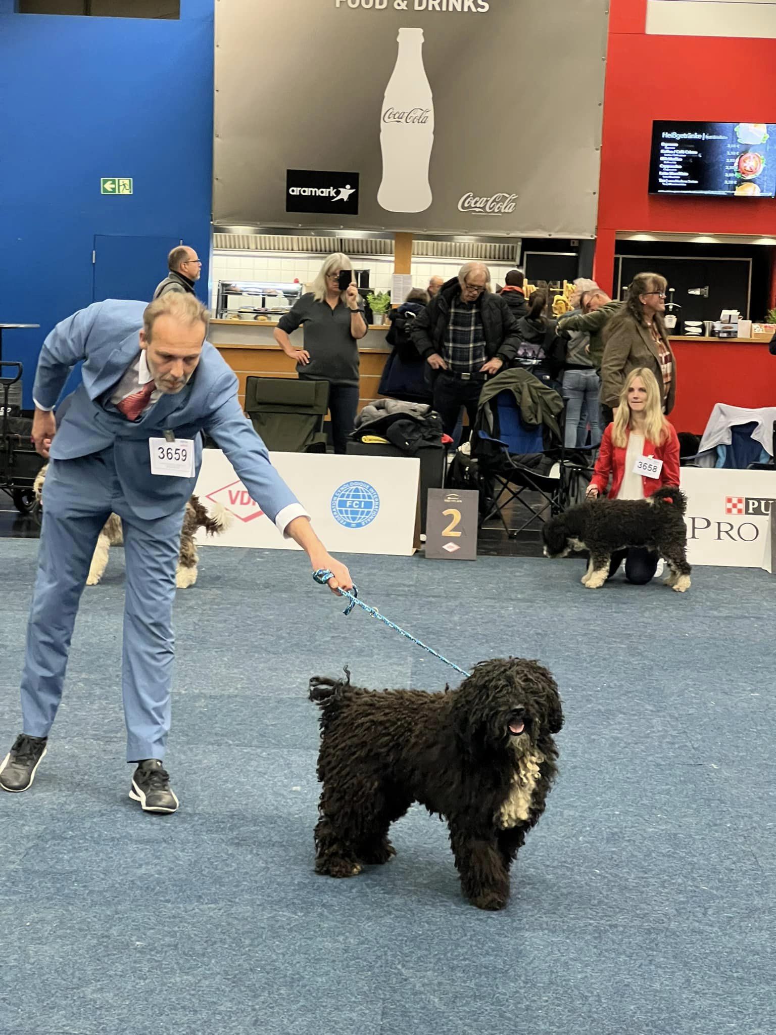 Spaanse Waterhonden Tentoonstelling Beste van het Ras