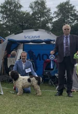 Spaanse Waterhond Beste reu en Beste van het ras