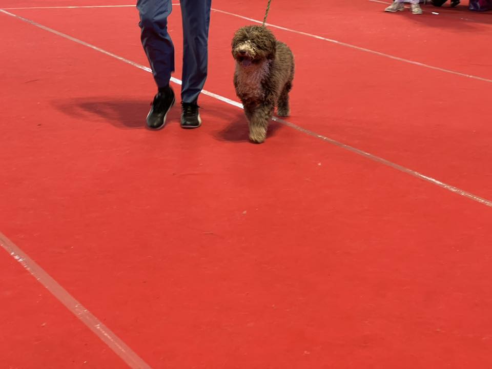 Spaanse Waterhond keuring