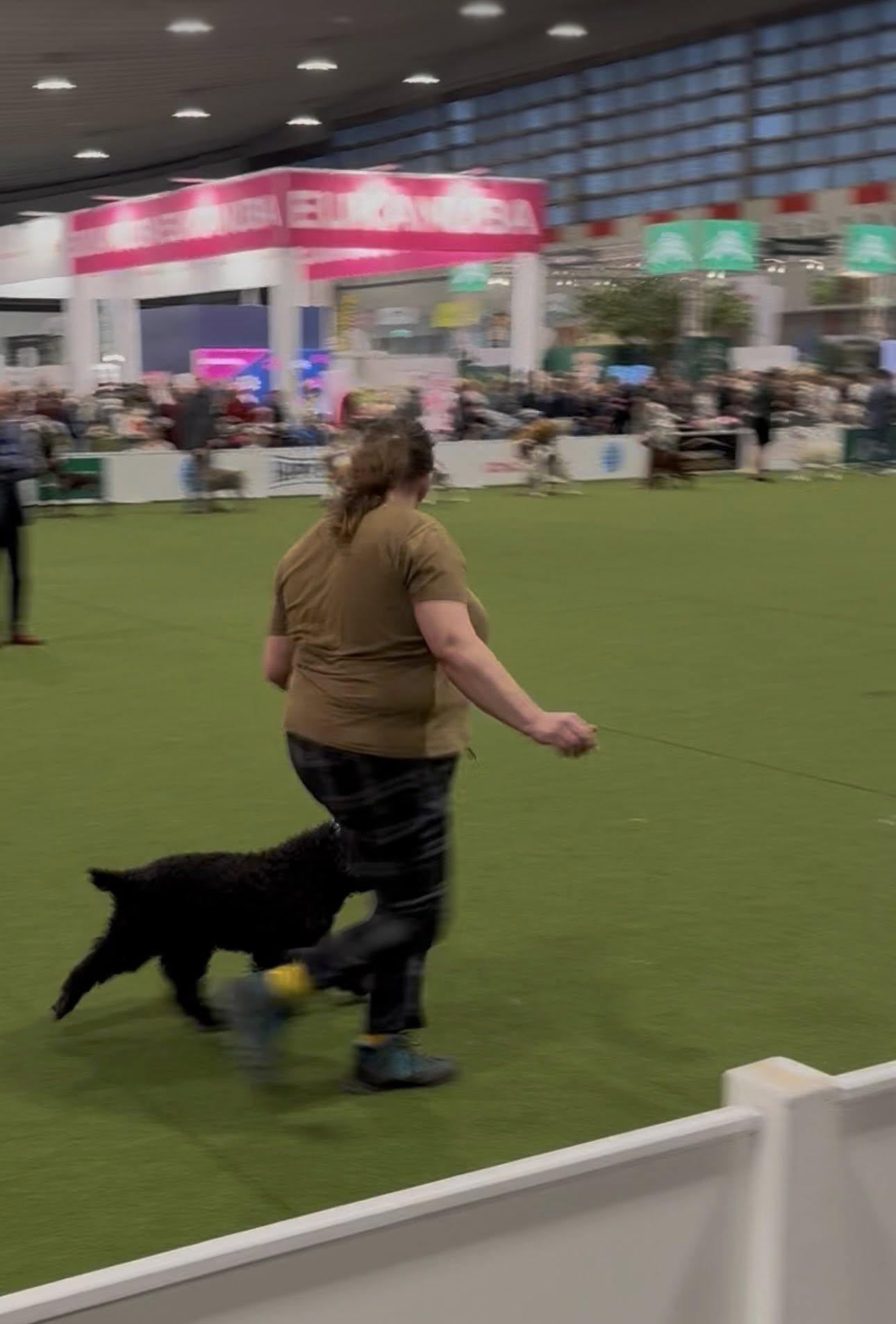 tentoonstellingen/2025/Dortmund/dag 2/Spaanse Waterhond reu Bourbon in de erering voor de veteranen in Dortmund 2025