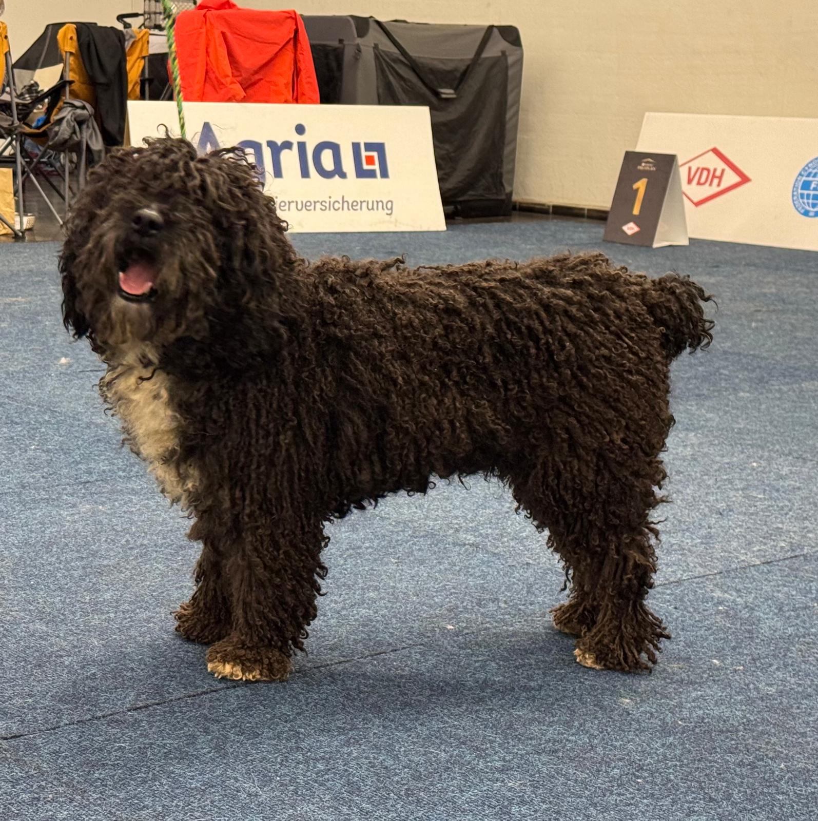 Spaanse Waterhonden van de Amaragua op de tentoonstelling