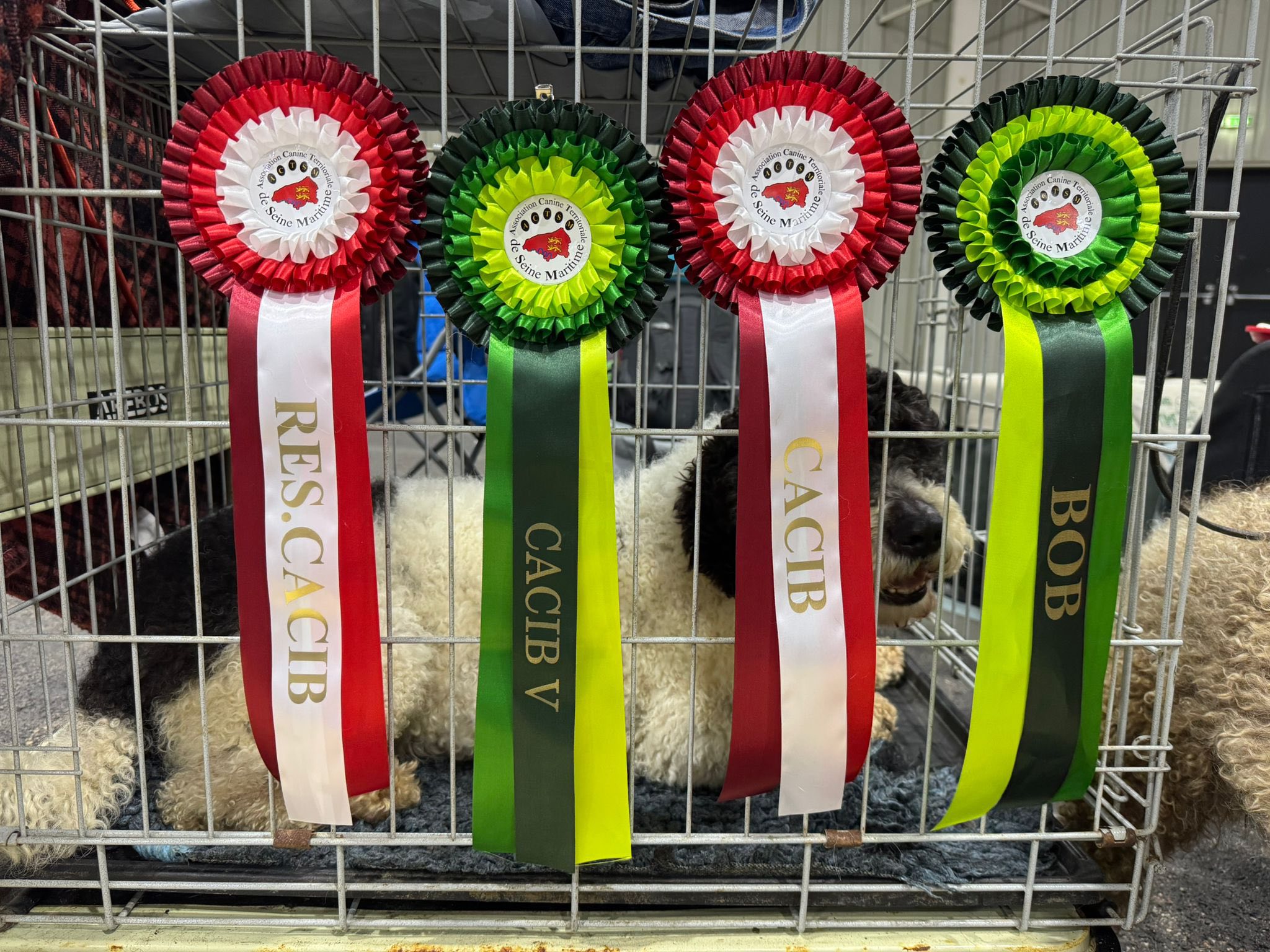 Spaanse Waterhond in Rouen