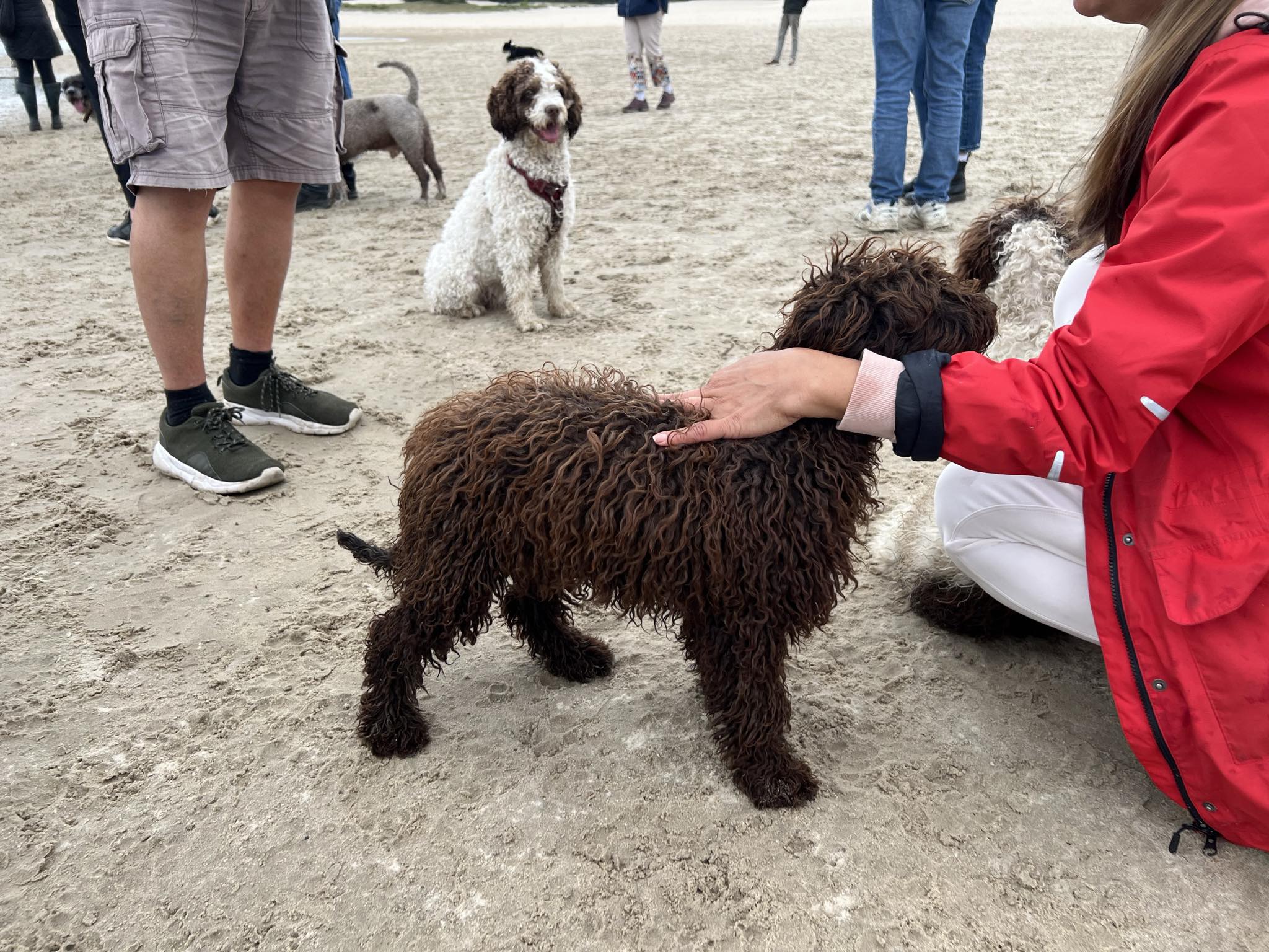 Spaanse Waterhond pup