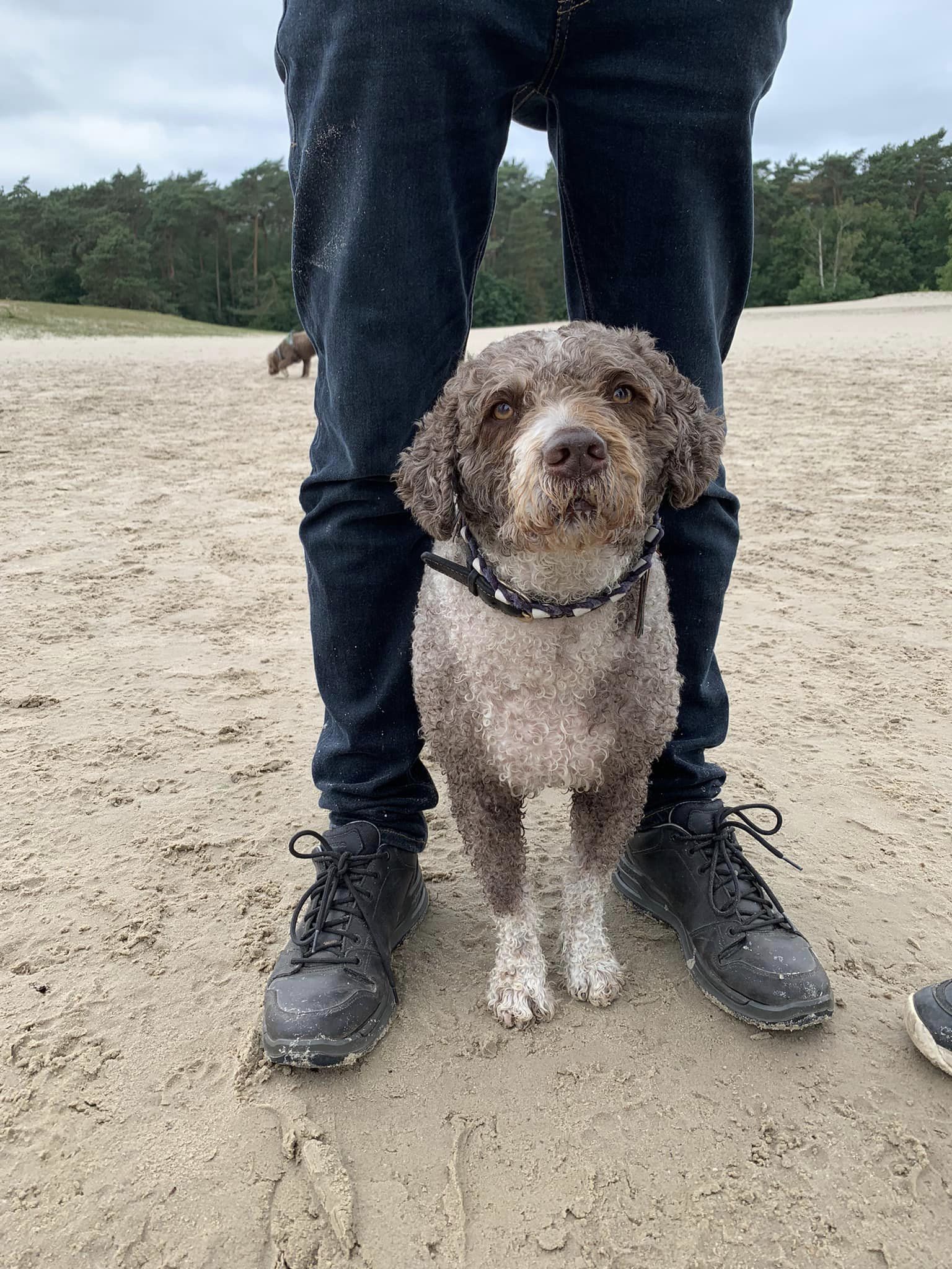 Spaanse Waterhond bij de baas