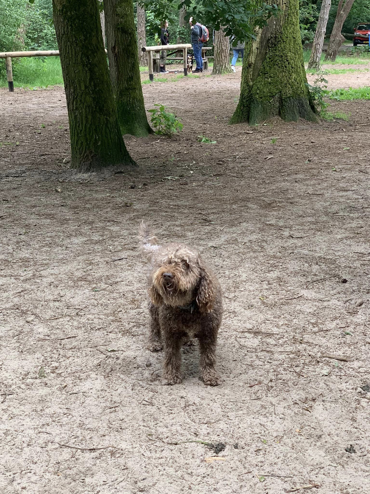 Spaanse Waterhond in de Soesterduinen