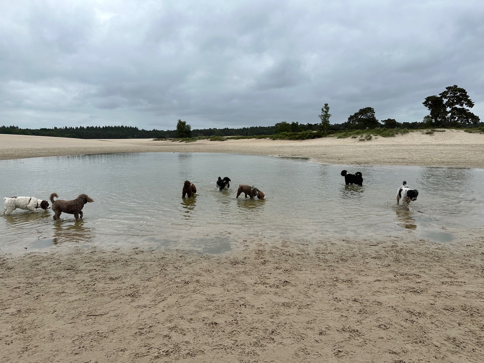 Spaanse Waterhonden in het water