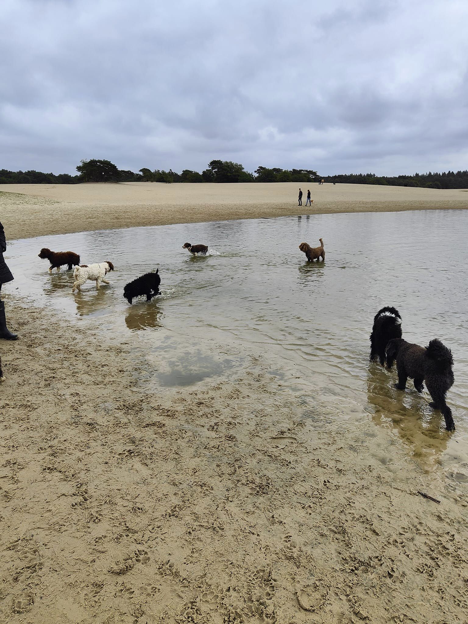 Spaanse Waterhonden in het water