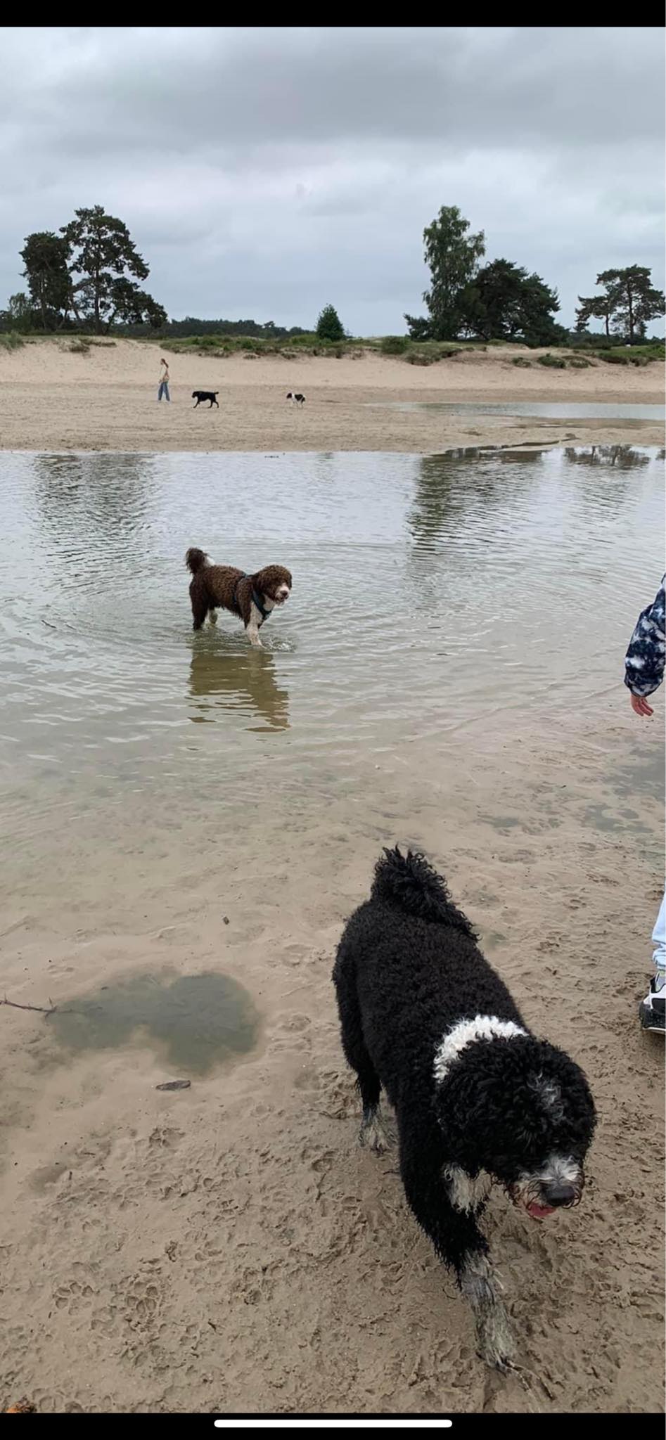 Spaanse Waterhonden in het water