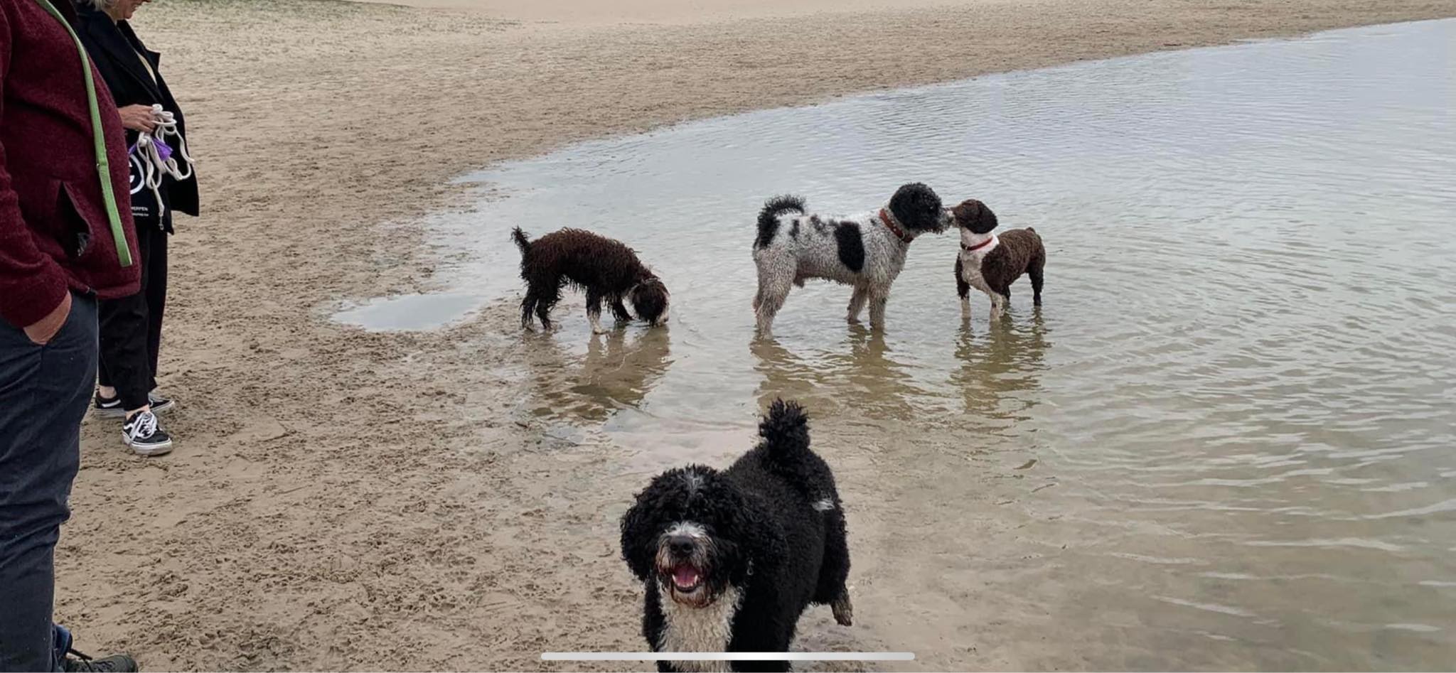 Spaanse Waterhonden in het water