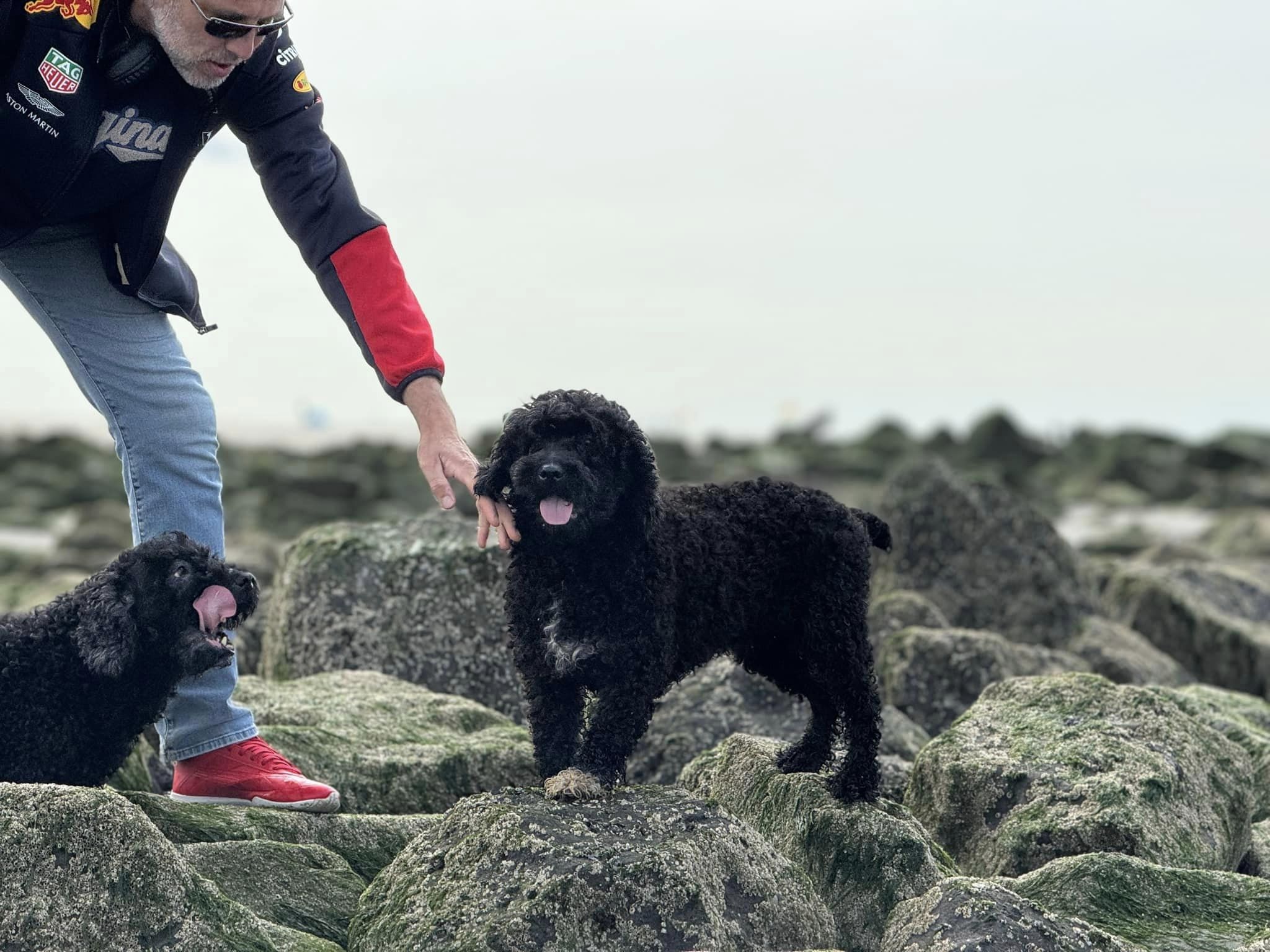 Een dag genieten met onze Spaanse Waterhonden op Ameland