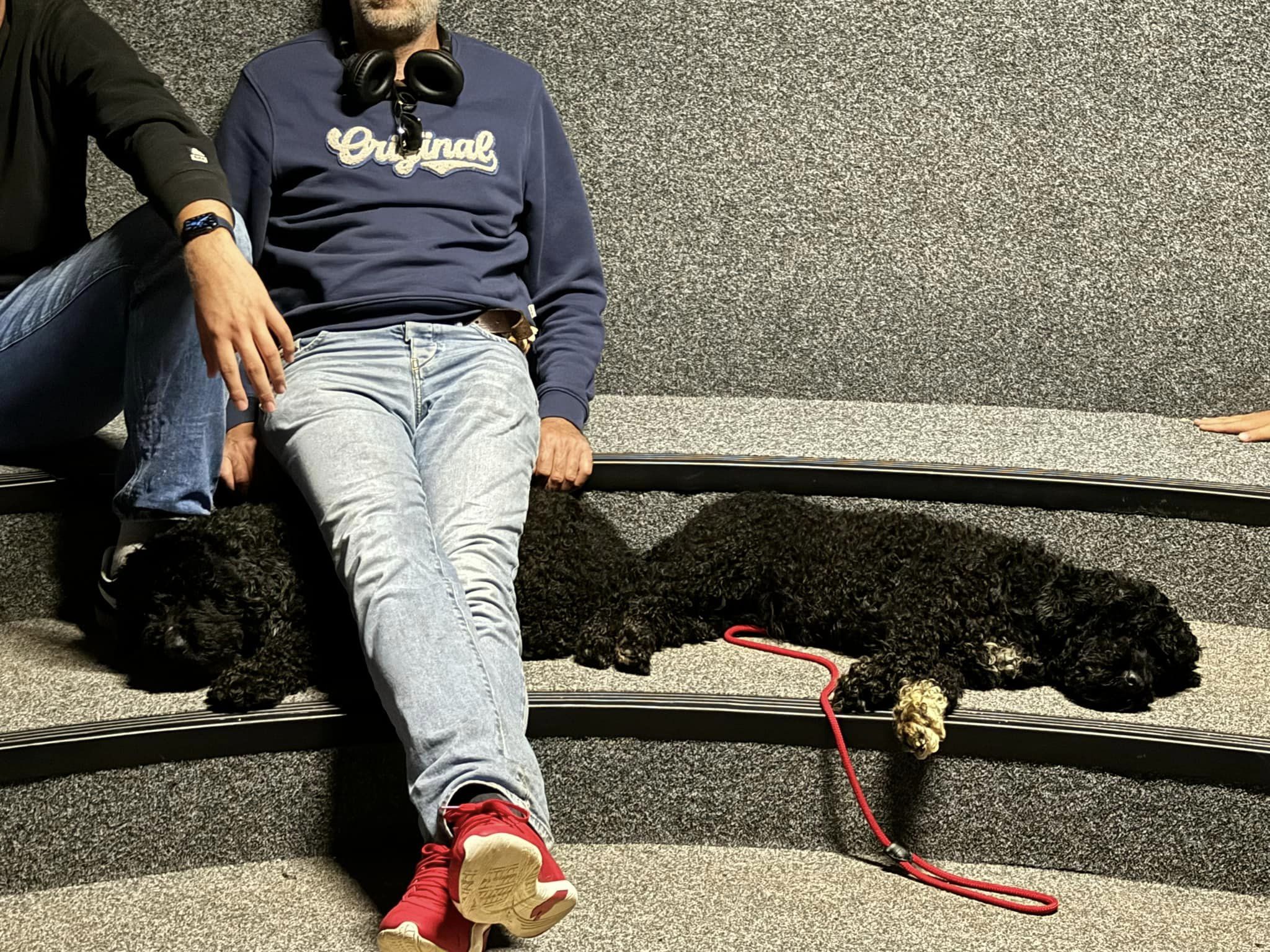 Lekker naar Ameland met onze Spaanse Waterhonden