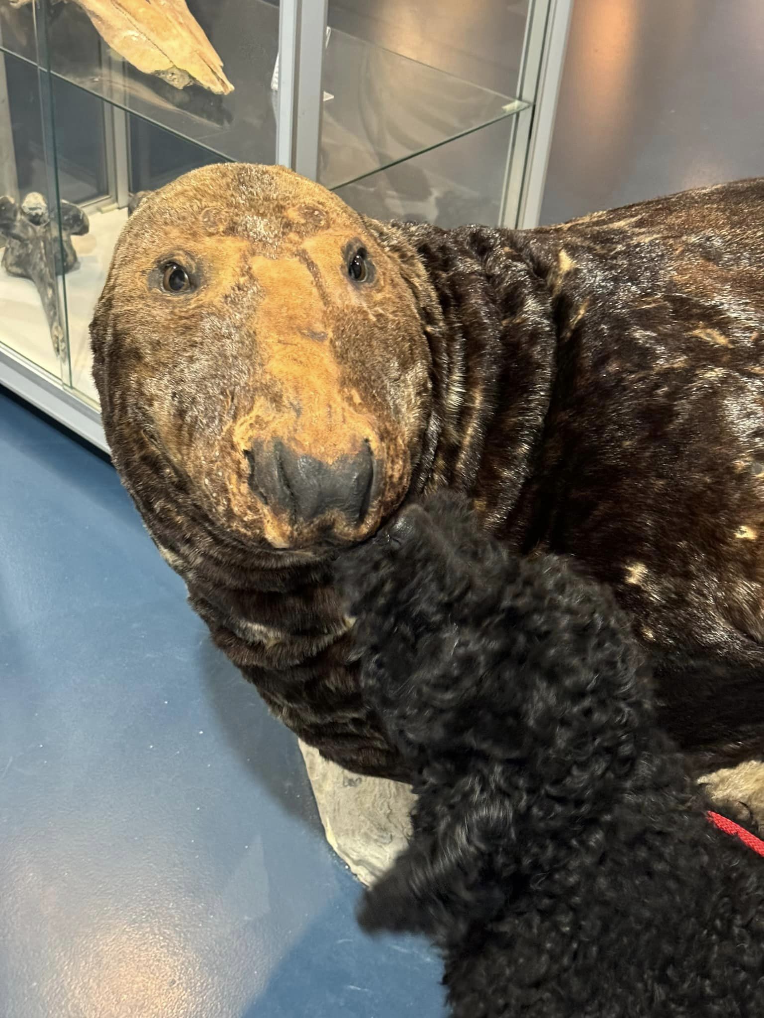 Lekker naar Ameland met onze Spaanse Waterhonden