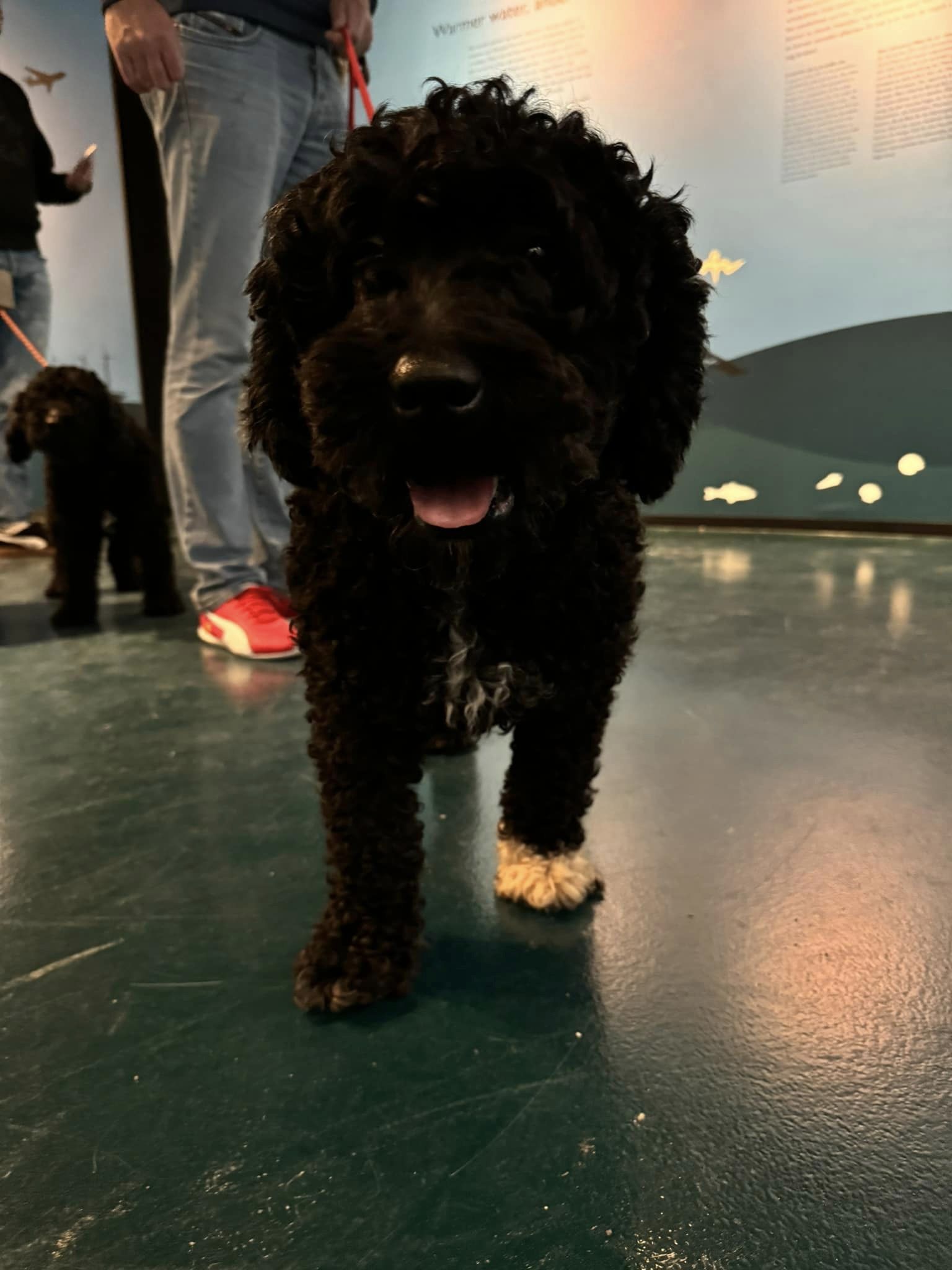 Lekker naar Ameland met onze Spaanse Waterhonden