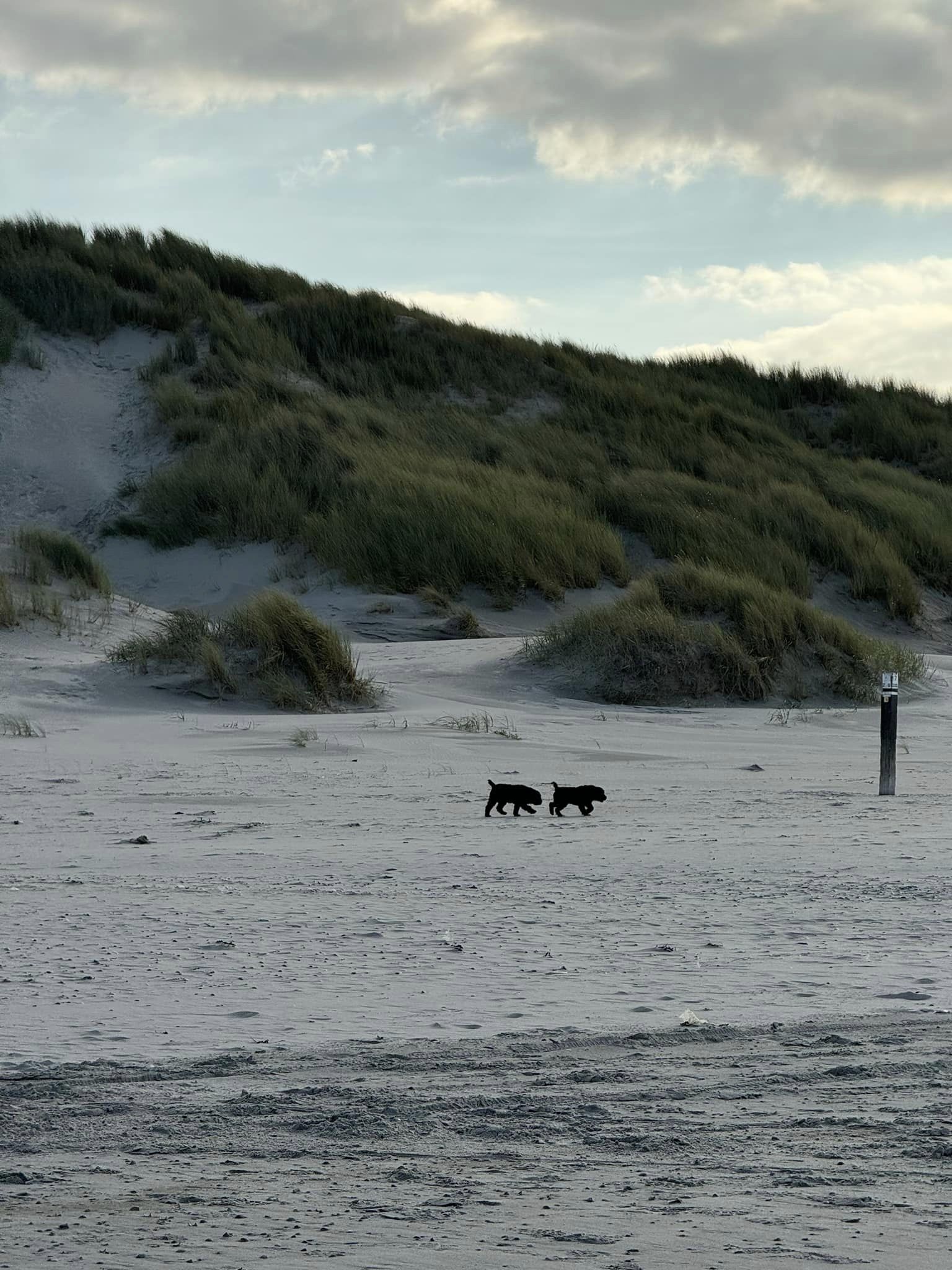 Lekker naar Ameland met onze Spaanse Waterhonden