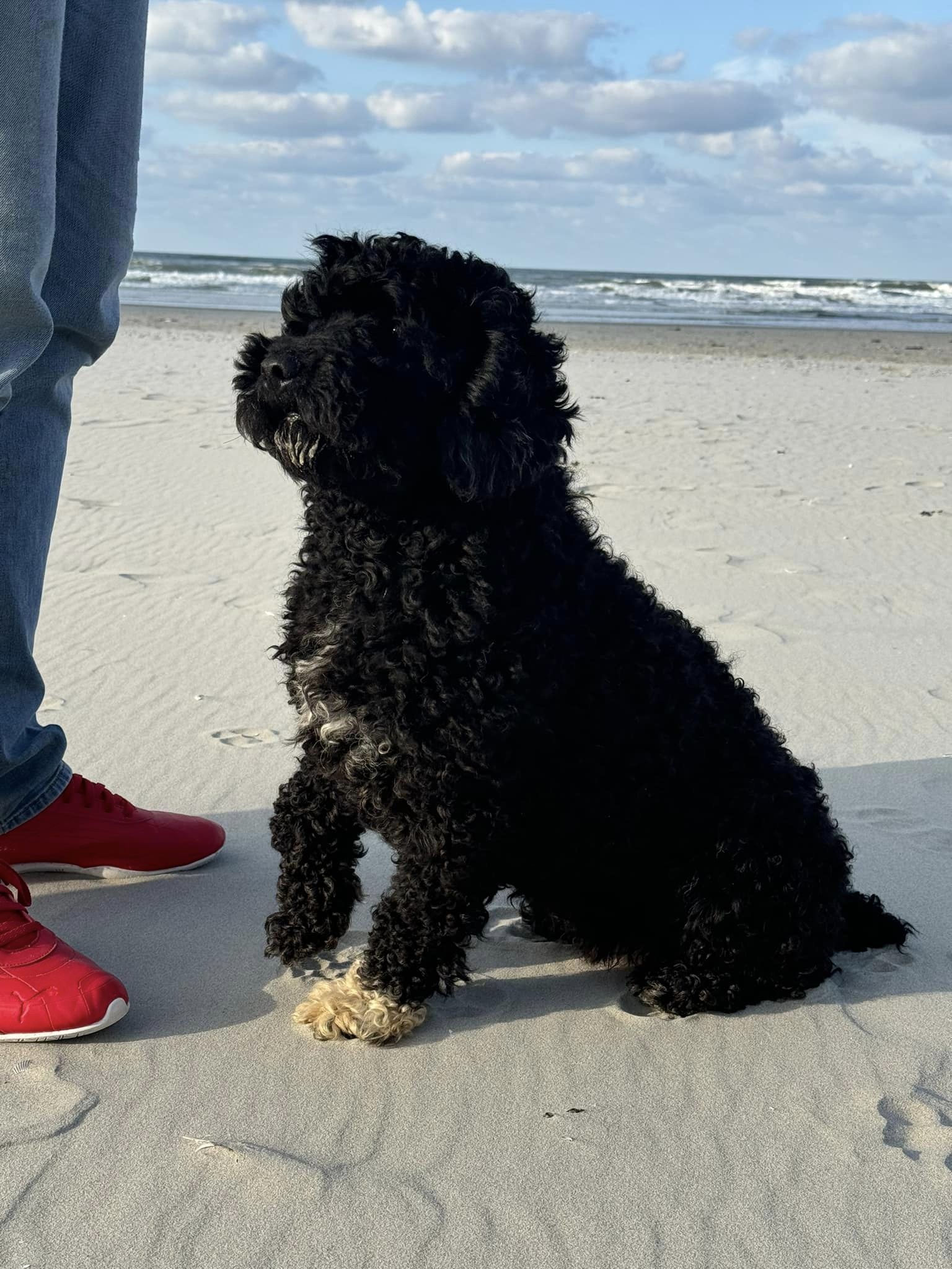 Lekker naar Ameland met onze Spaanse Waterhonden