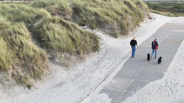 Lekker naar Ameland met onze Spaanse Waterhonden