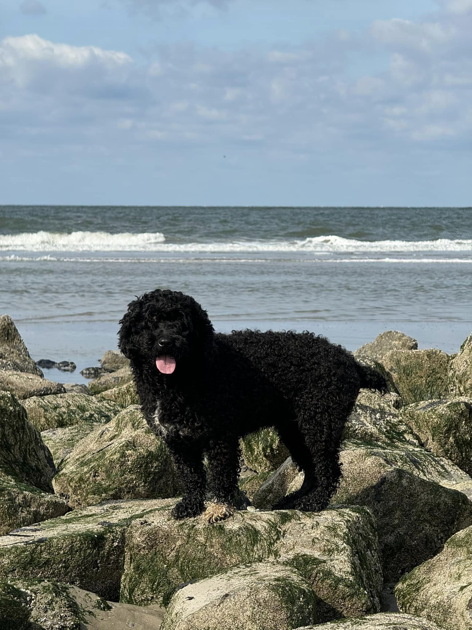 Lekker naar Ameland met onze Spaanse Waterhonden