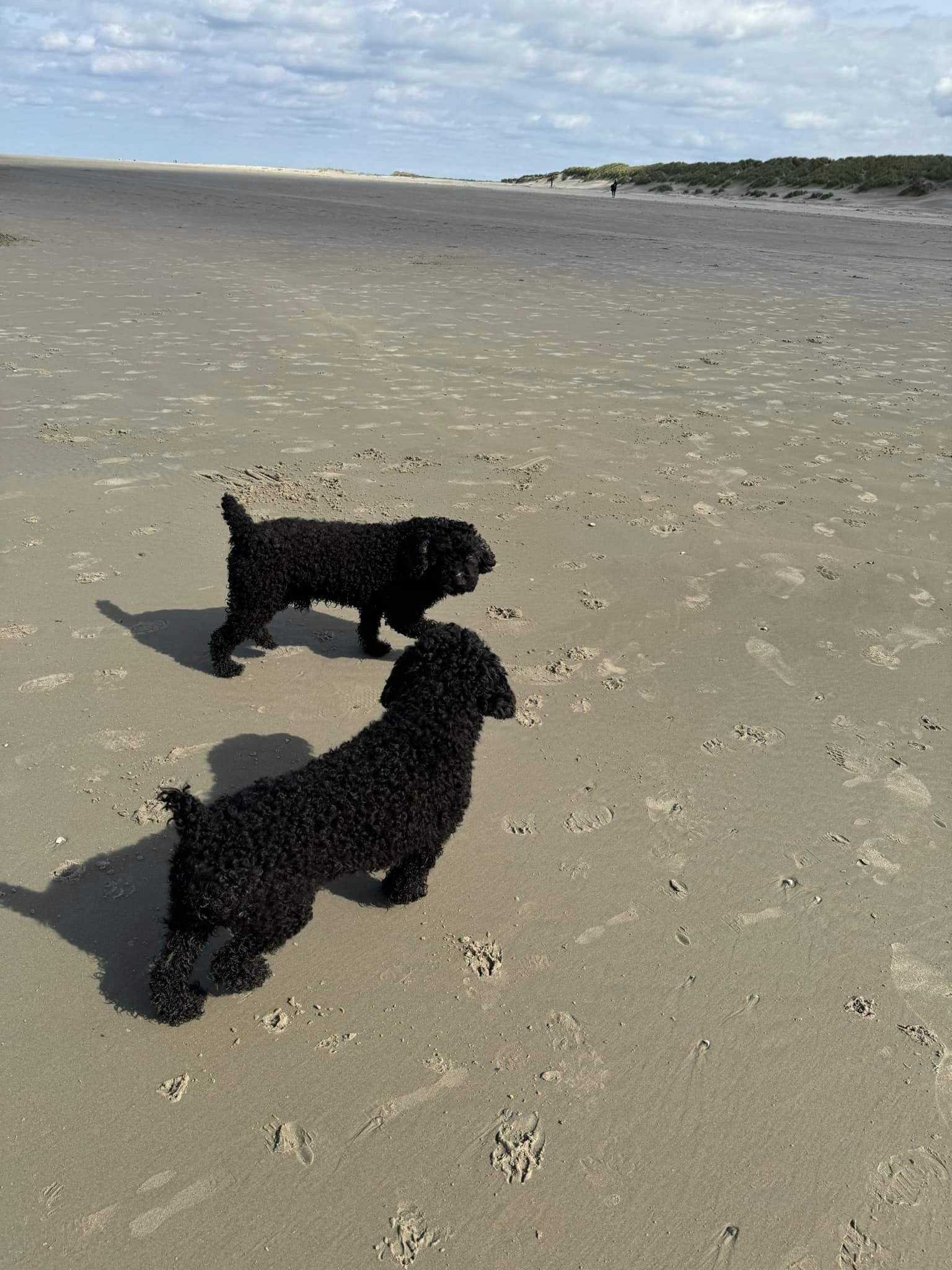 Lekker naar Ameland met onze Spaanse Waterhonden