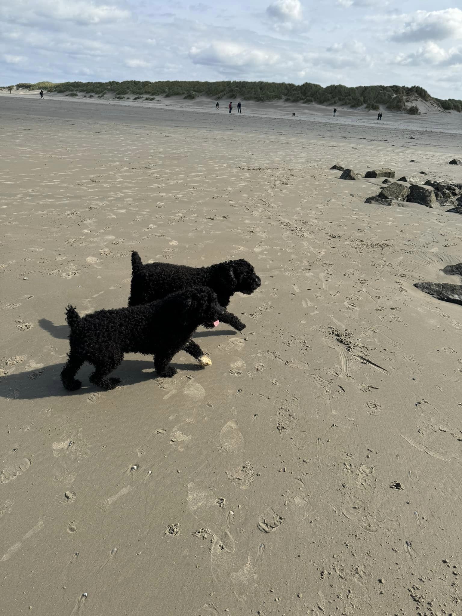 Lekker naar Ameland met onze Spaanse Waterhonden