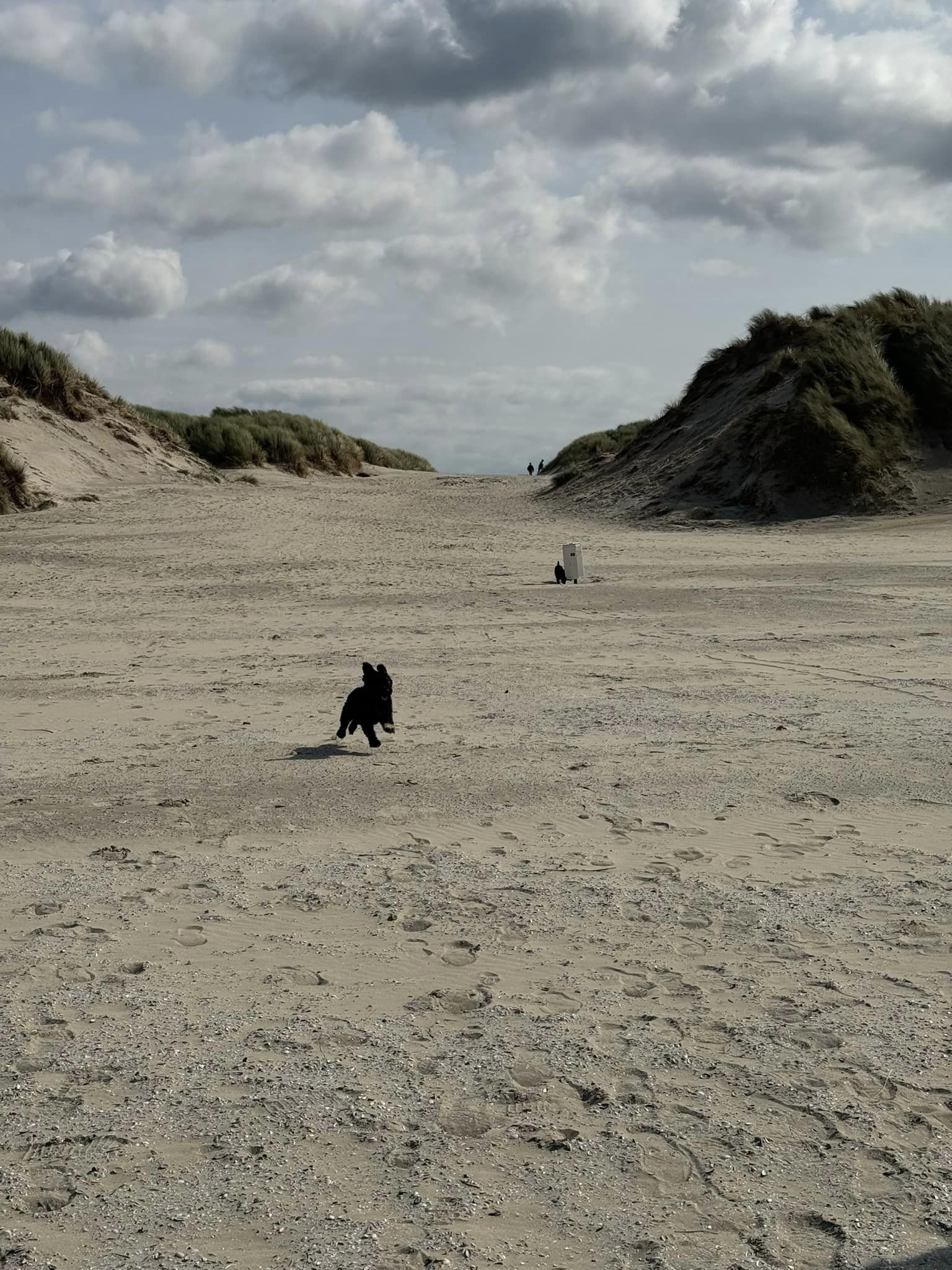 Lekker naar Ameland met onze Spaanse Waterhonden