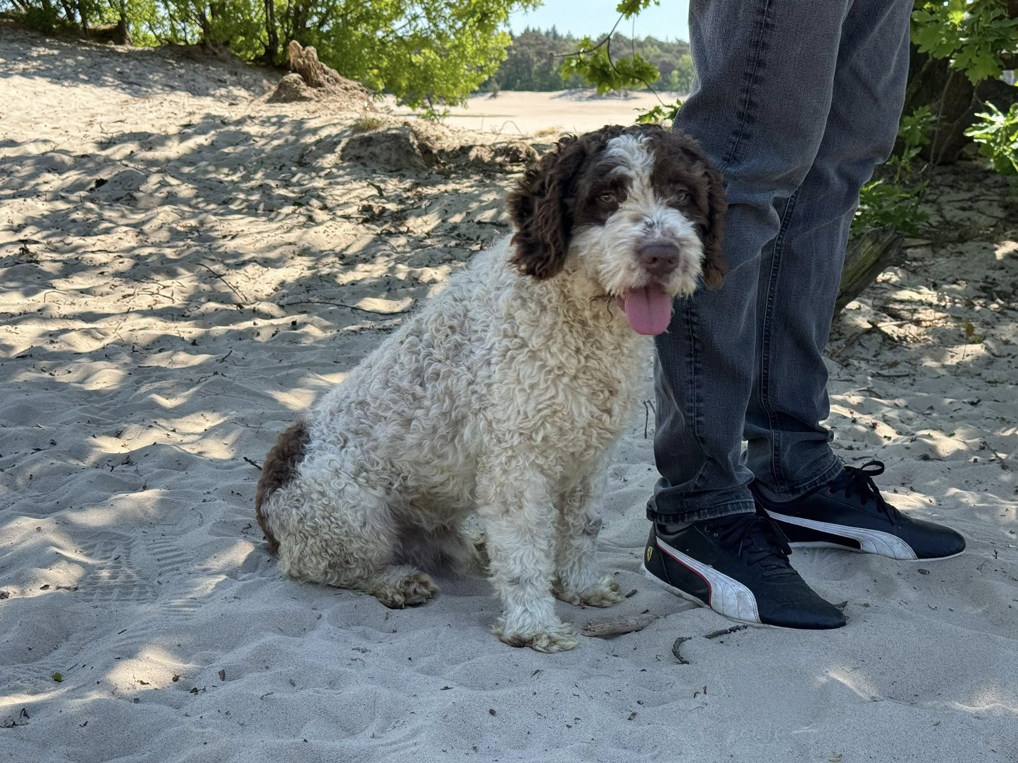 Spaanse Waterhond Peter