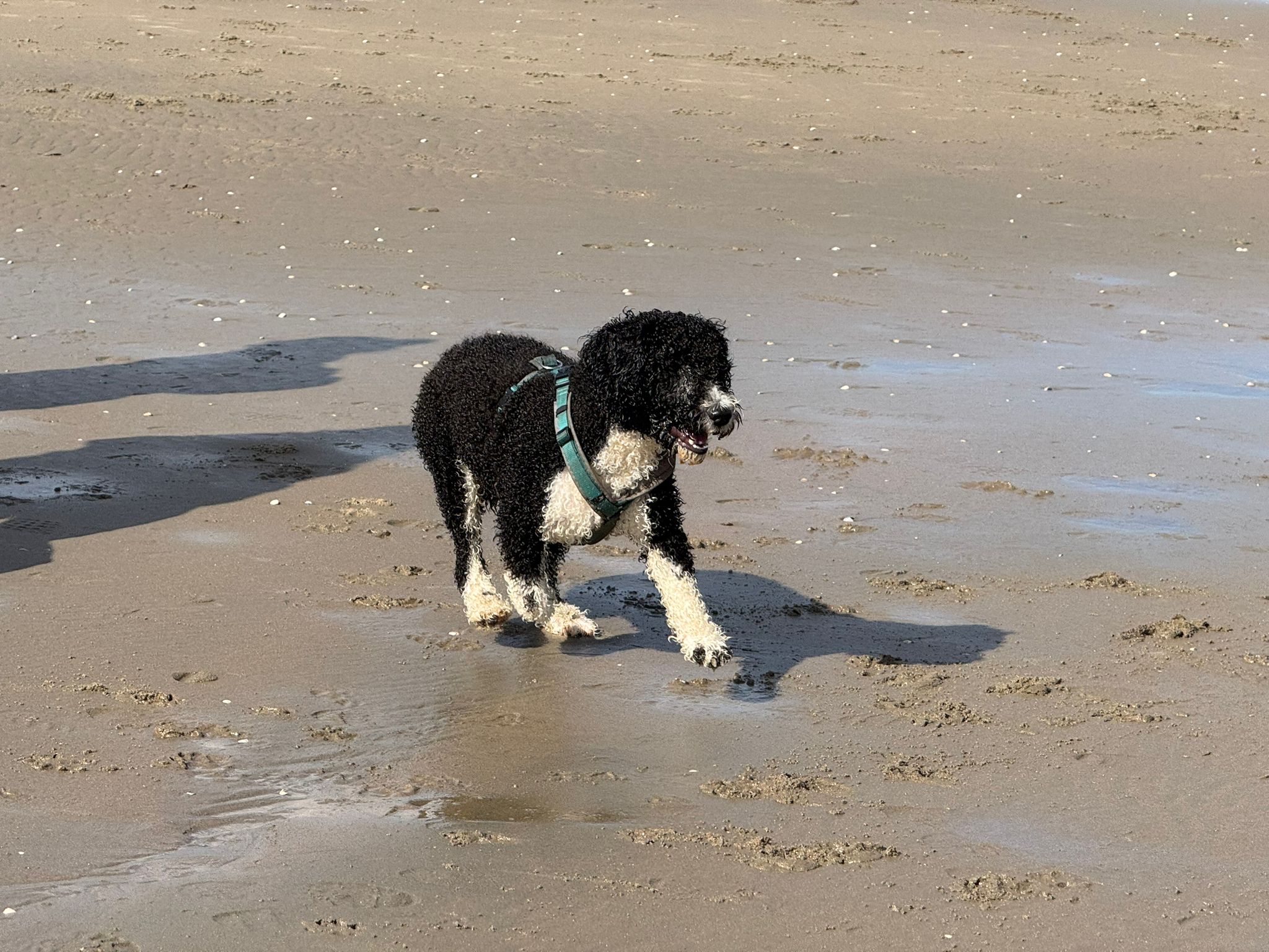 Spaanse Waterhonden wandelingen van de Amaragua