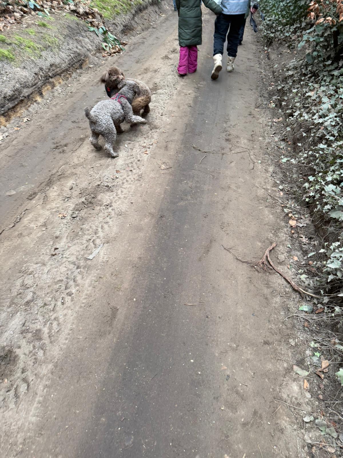 Amaragua Spaanse Waterhond 1e wandeling 2026