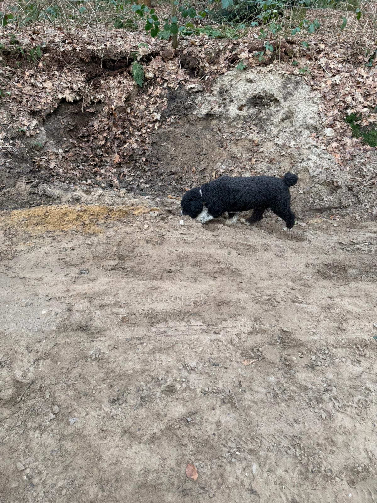 Amaragua Spaanse Waterhond 1e wandeling 2026