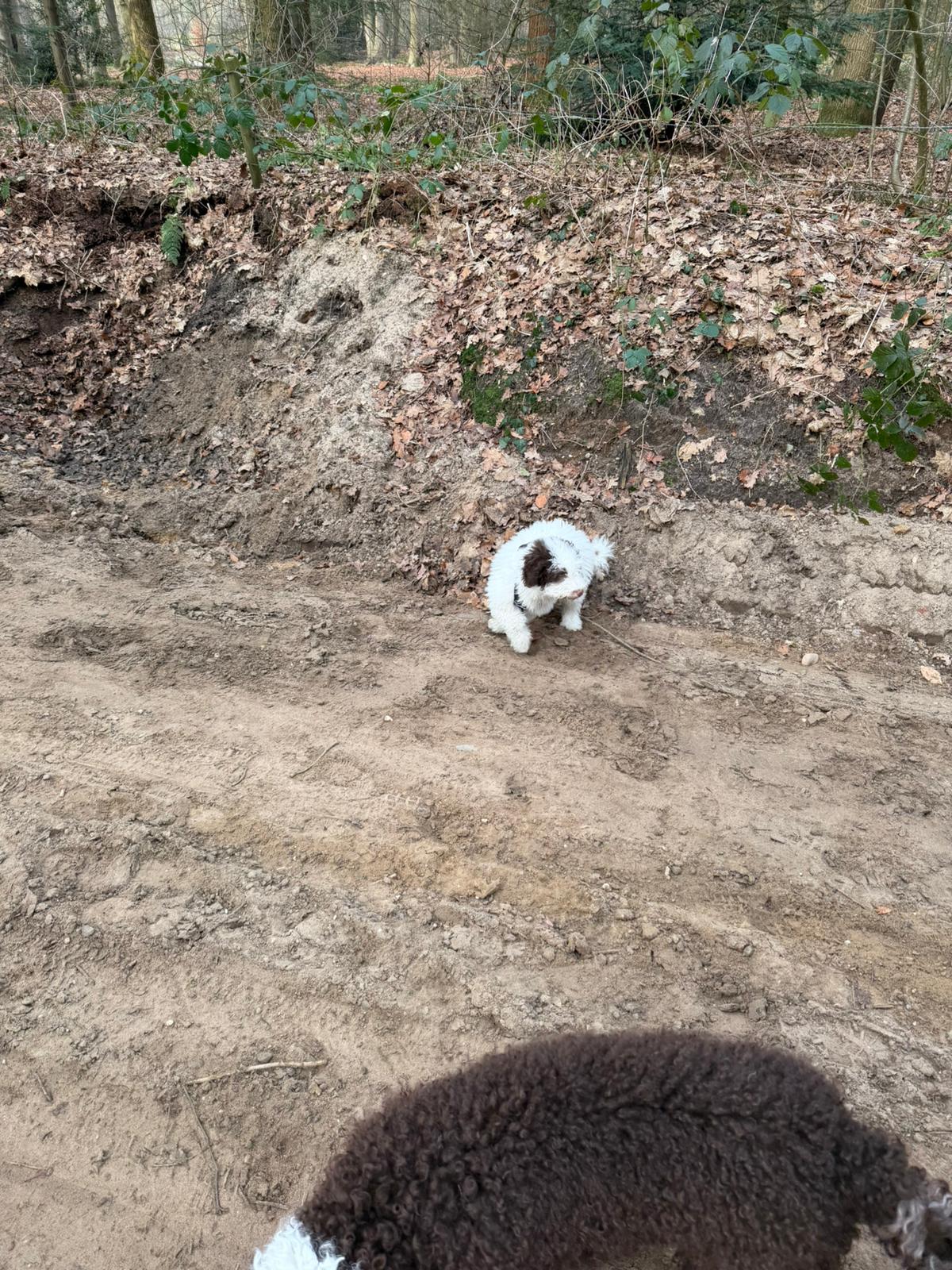 Amaragua Spaanse Waterhond 1e wandeling 2026