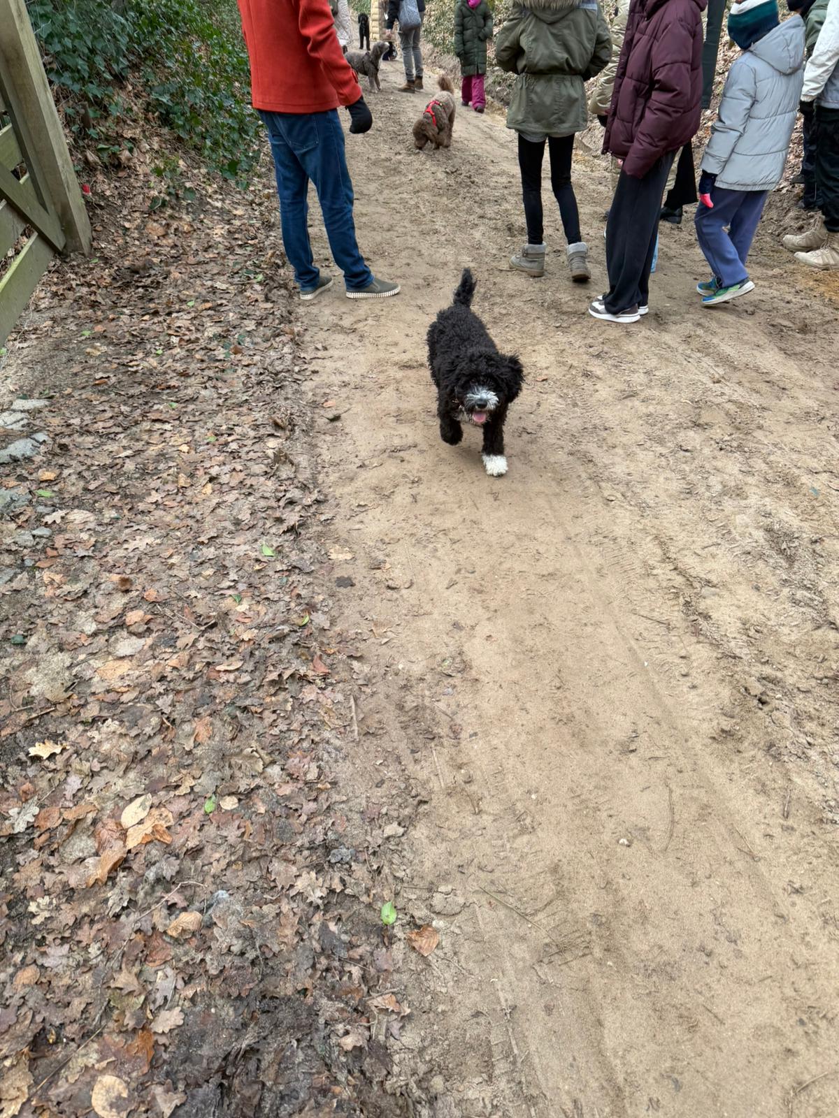 Amaragua Spaanse Waterhond 1e wandeling 2026