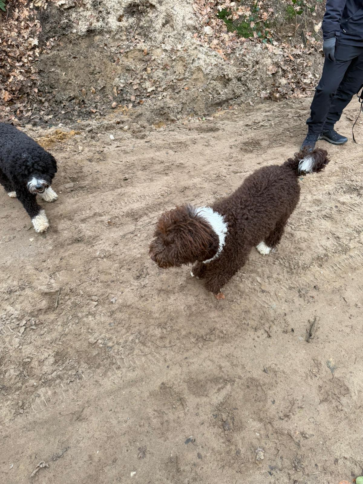 Amaragua Spaanse Waterhond 1e wandeling 2026